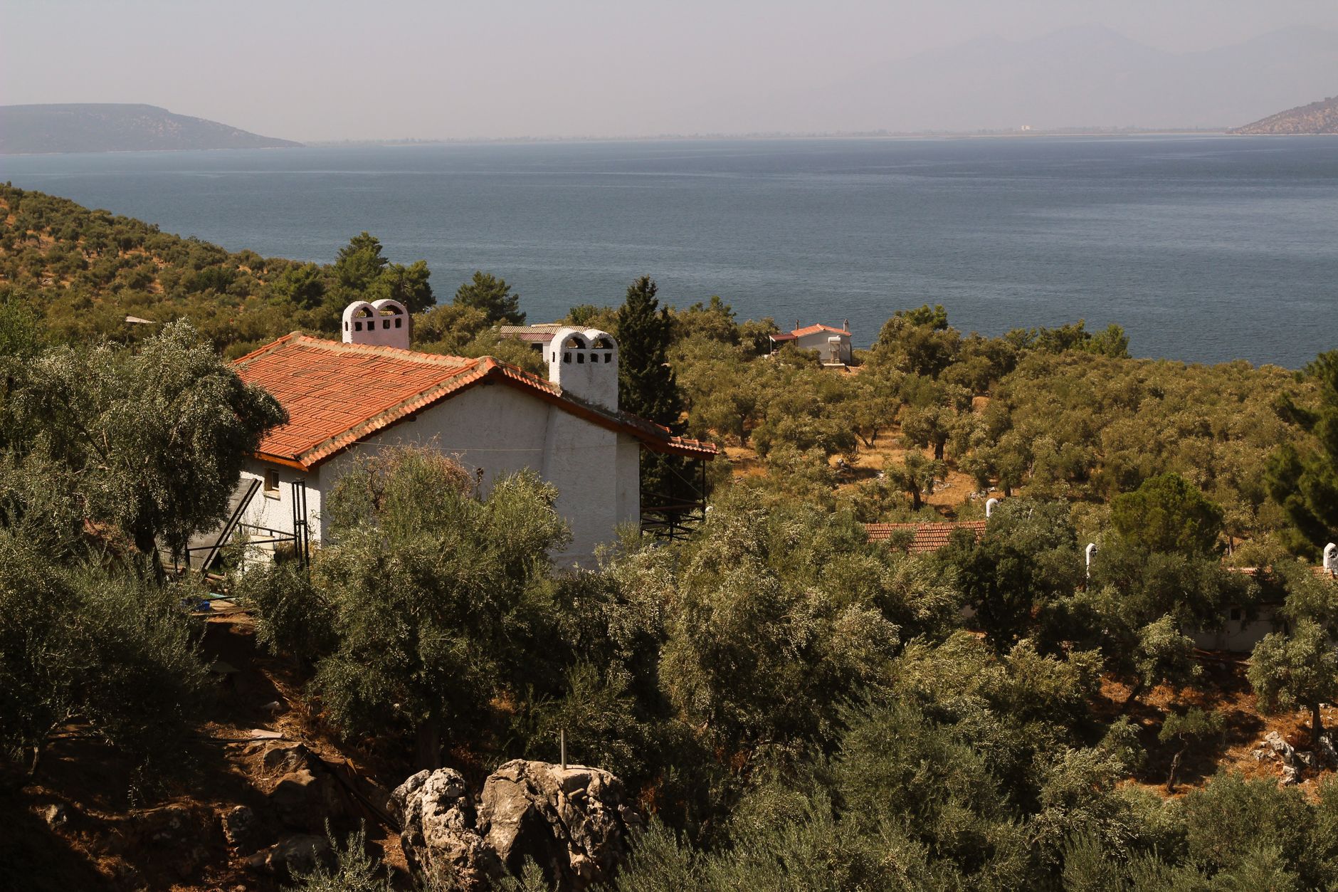Ege Denizi Bodrum sahili ve zeytin ağaçları